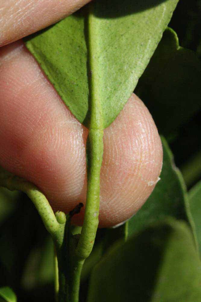              Petiole (Riverside, CA)       